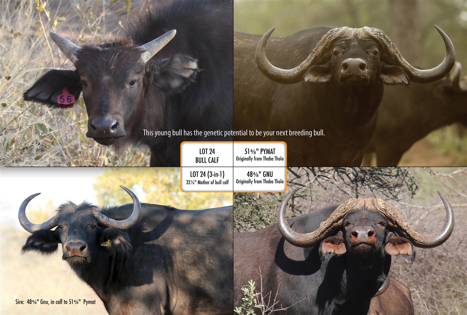 Auction 24 Aug 2018 11:00 Benchmark Game Breeders Castle de Wildt, Modimolle